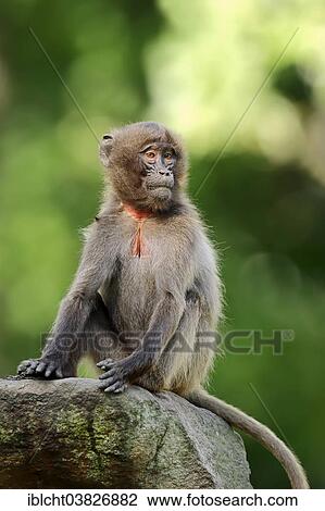"Gelada (Theropithecus gelada), young, native to Ethiopia, captive, Germany, Europe" View Large Photo Image Stock Image - "Gelada (Theropithecus gelada), young, native to Ethiopia, captive, Germany, Europe". Fotosearch