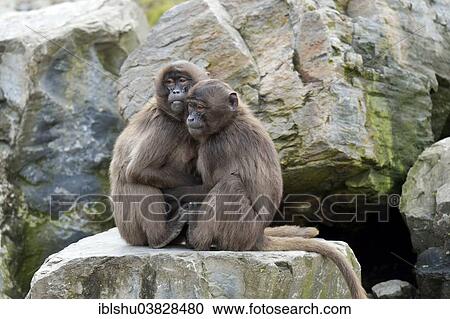 Stock Image - "Geladas (Theropithecus gelada), young animals, Zoo, Zurich, Switzerland, Europe". Fotosearch