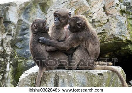 Stock Photography - "Geladas (Theropithecus gelada), young animals, Zoo, Zurich, Switzerland, Europe". Fotosearch
