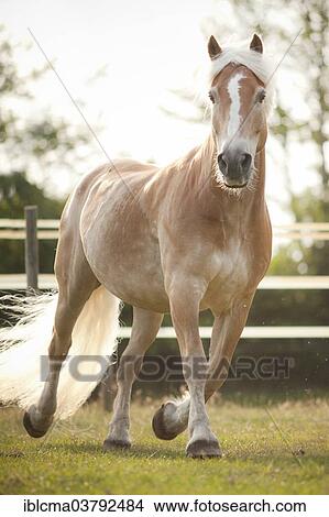 "Gelding, Haflinger or Avelignese with a blaze, trotting across a pasture" View Large Photo Image Picture - "Gelding, Haflinger or Avelignese with a blaze, trotting across a pasture". Fotosearch