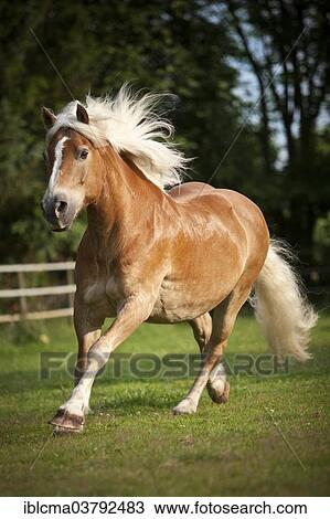"Gelding, Haflinger or Avelignese with a blaze, galloping across a pasture" View Large Photo Image Stock Image - "Gelding, Haflinger or Avelignese with a blaze, galloping across a pasture". Fotosearch