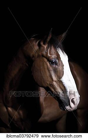 "Gelding, Quarter Horse, brown with a blaze" View Large Photo Image Stock Photo - "Gelding, Quarter Horse, brown with a blaze". Fotosearch