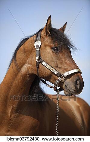 "Gelding, Solid Paint Horse, Solid Buckskin, wearing a show halter" View Large Photo Image Stock Image - "Gelding, Solid Paint Horse, Solid Buckskin, wearing a show halter". Fotosearch