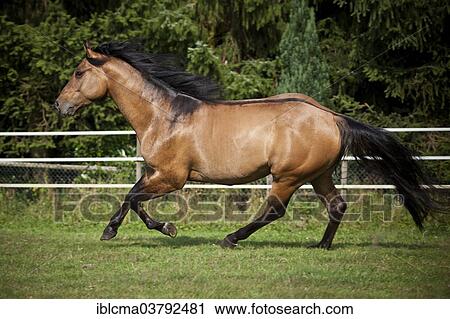 Stock Image - "Gelding, Solid Paint Horse, Solid Buckskin, galloping across a pasture, with a contrasting sholder patch and a dorsal stripe". Fotosearch