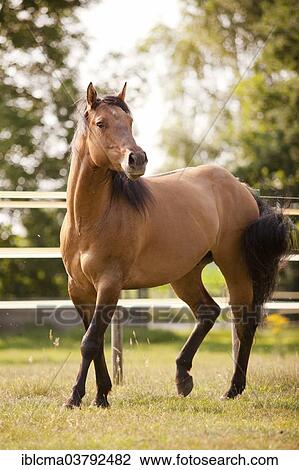 Stock Image - "Gelding, Solid Paint Horse, Solid Buckskin, on a pasture". Fotosearch