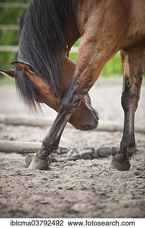 "Gelding, Solid Paint Horse, Solid Buckskin, scratching its eye with its leg, with Zebra Stripes visible" View Large Photo Image Stock Image - "Gelding, Solid Paint Horse, Solid Buckskin, scratching its eye with its leg, with Zebra Stripes visible". Fotosearch
