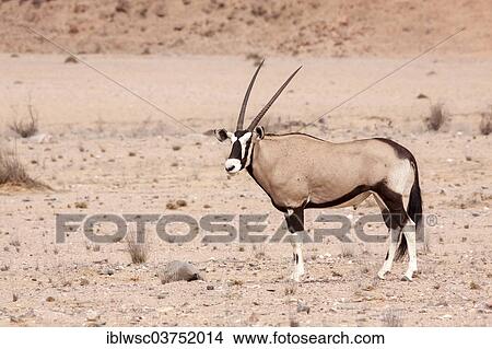 "Gemsbok or Gemsbuck (Oryx gazella), Kaokoland, Kunene, Namibia, Africa" View Large Photo Image Picture - "Gemsbok or Gemsbuck (Oryx gazella), Kaokoland, Kunene, Namibia, Africa". Fotosearch