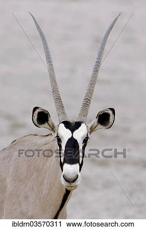 "Gemsbok or Gemsbuck (Oryx gazella), portrait, Kgalagadi Transfrontier Park, Nossob" View Large Photo Image Stock Image - "Gemsbok or Gemsbuck (Oryx gazella), portrait, Kgalagadi Transfrontier Park, Nossob". Fotosearch