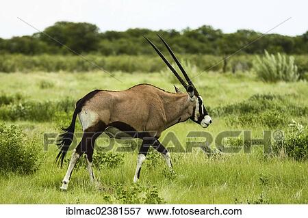 "Gemsbok or Gemsbuck (Oryx gazella), Etosha National Park, Namibia, Africa" View Large Photo Image Stock Photo - "Gemsbok or Gemsbuck (Oryx gazella), Etosha National Park, Namibia, Africa". Fotosearch