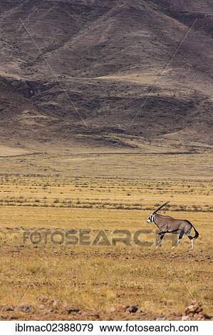 "Gemsbok or Gemsbuck (Oryx gazella), Namibia, Africa" View Large Photo Image Stock Photo - "Gemsbok or Gemsbuck (Oryx gazella), Namibia, Africa". Fotosearch