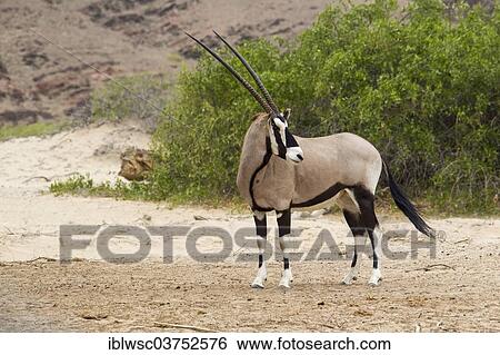 "Gemsbok or Gemsbuck (Oryx gazella), Hoanib, Namibia, Africa" View Large Photo Image Stock Photograph - "Gemsbok or Gemsbuck (Oryx gazella), Hoanib, Namibia, Africa". Fotosearch