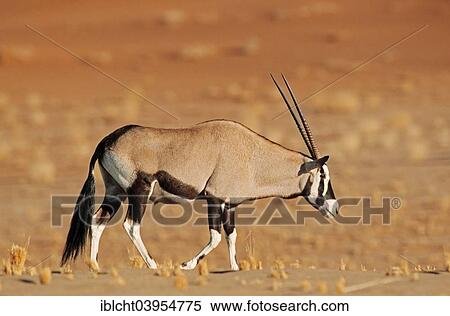 "Gemsbok or Gemsbuck (Oryx gazella), Sossusvlei, Namib Desert, Namib-Skeleton Coast National Park, Namibia, Africa" View Large Photo Image Stock Photography - "Gemsbok or Gemsbuck (Oryx gazella), Sossusvlei, Namib Desert, Namib-Skeleton Coast National Park, Namibia, Africa". Fotosearch