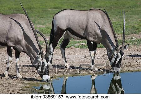 Stock Photo - "Gemsbok (Oryx gazella) at a waterhole, Kgalagadi Transfrontier Park, Northern Cape, South Africa, Africa". Fotosearch