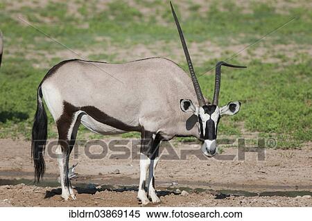 "Gemsbok (Oryx gazella) at a waterhole, Kgalagadi Transfrontier Park, Northern Cape, South Africa, Africa" View Large Photo Image Stock Photography - "Gemsbok (Oryx gazella) at a waterhole, Kgalagadi Transfrontier Park, Northern Cape, South Africa, Africa". Fotosearch