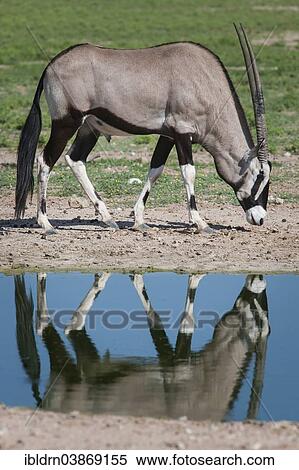 "Gemsbok (Oryx gazella) at a waterhole, Kgalagadi Transfrontier Park, Northern Cape, South Africa, Africa" View Large Photo Image Stock Photography - "Gemsbok (Oryx gazella) at a waterhole, Kgalagadi Transfrontier Park, Northern Cape, South Africa, Africa". Fotosearch
