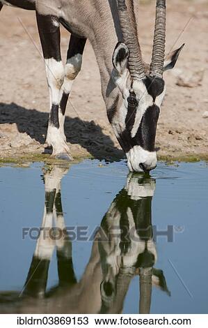 Stock Image - "Gemsbok (Oryx gazella) drinking at a waterhole, Kgalagadi Transfrontier Park, Northern Cape, South Africa, Africa". Fotosearch