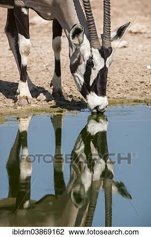 "Gemsbok (Oryx gazella) drinking at a waterhole, Kgalagadi Transfrontier Park, Northern Cape, South Africa, Africa" View Large Photo Image Stock Image - "Gemsbok (Oryx gazella) drinking at a waterhole, Kgalagadi Transfrontier Park, Northern Cape, South Africa, Africa". Fotosearch
