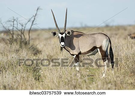 Stock Photo - "Gemsbok (Oryx gazella), Etosha National Park, Namibia, Africa". Fotosearch