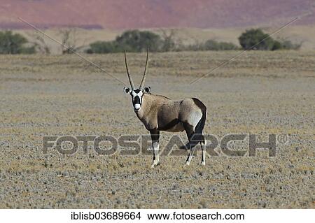 "Gemsbok (Oryx gazella) in the Sossusvlei salt pan, Sossusvlei, Namib Desert, Namib Naukluft Park, Namibia, Africa" View Large Photo Image Picture - "Gemsbok (Oryx gazella) in the Sossusvlei salt pan, Sossusvlei, Namib Desert, Namib Naukluft Park, Namibia, Africa". Fotosearch