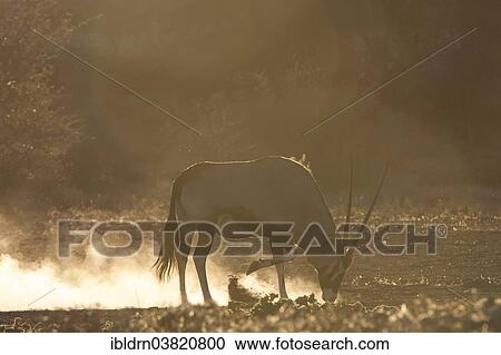 "Gemsbok (Oryx gazella), Kgalagadi Transfrontier Park, Northern Cape, South Africa, Africa" View Large Photo Image Stock Image - "Gemsbok (Oryx gazella), Kgalagadi Transfrontier Park, Northern Cape, South Africa, Africa". Fotosearch