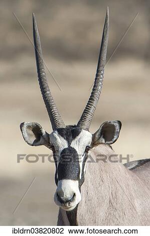 "Gemsbok (Oryx gazella), Kgalagadi Transfrontier Park, Northern Cape, South Africa, Africa" View Large Photo Image Stock Image - "Gemsbok (Oryx gazella), Kgalagadi Transfrontier Park, Northern Cape, South Africa, Africa". Fotosearch