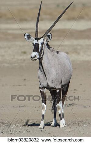 "Gemsbok (Oryx gazella), Kgalagadi Transfrontier Park, Northern Cape, South Africa, Africa" View Large Photo Image Stock Image - "Gemsbok (Oryx gazella), Kgalagadi Transfrontier Park, Northern Cape, South Africa, Africa". Fotosearch