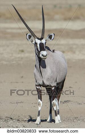"Gemsbok (Oryx gazella), Kgalagadi Transfrontier Park, Northern Cape, South Africa, Africa" View Large Photo Image Stock Image - "Gemsbok (Oryx gazella), Kgalagadi Transfrontier Park, Northern Cape, South Africa, Africa". Fotosearch