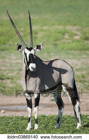 "Gemsbok (Oryx gazella), Kgalagadi Transfrontier Park, Northern Cape, South Africa, Africa" View Large Photo Image Stock Image - "Gemsbok (Oryx gazella), Kgalagadi Transfrontier Park, Northern Cape, South Africa, Africa". Fotosearch