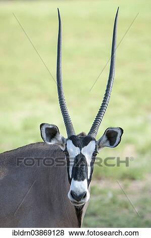 "Gemsbok (Oryx gazella), Kgalagadi Transfrontier Park, Northern Cape, South Africa, Africa" View Large Photo Image Stock Photo - "Gemsbok (Oryx gazella), Kgalagadi Transfrontier Park, Northern Cape, South Africa, Africa". Fotosearch