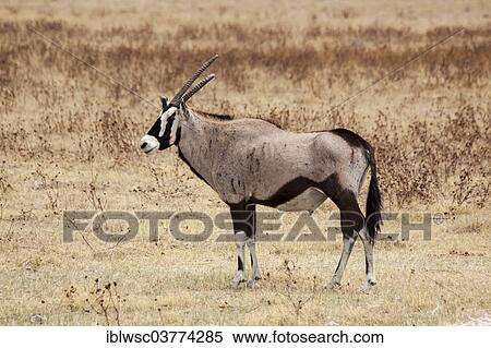 "Gemsbok (Oryx gazella), Namutoni, Etosha National Park, Namibia, Africa" View Large Photo Image Stock Photography - "Gemsbok (Oryx gazella), Namutoni, Etosha National Park, Namibia, Africa". Fotosearch
