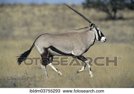 "Gemsbok (Oryx gazella), Nossob, Kgalagadi Transfrontier Park, South Africa, Africa" View Large Photo Image Stock Image - "Gemsbok (Oryx gazella), Nossob, Kgalagadi Transfrontier Park, South Africa, Africa". Fotosearch