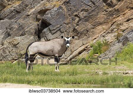 "Gemsbok (Oryx gazella), Purros, Kaokoland, Kunene, Namibia, Africa" View Large Photo Image Picture - "Gemsbok (Oryx gazella), Purros, Kaokoland, Kunene, Namibia, Africa". Fotosearch