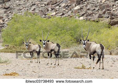 "Gemsbok (Oryx gazella), Purros, Kaokoland, Kunene, Namibia, Africa" View Large Photo Image Stock Image - "Gemsbok (Oryx gazella), Purros, Kaokoland, Kunene, Namibia, Africa". Fotosearch