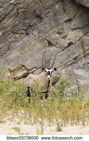 "Gemsbok (Oryx gazella), Purros, Kaokoland, Kunene, Namibia, Africa" View Large Photo Image Stock Image - "Gemsbok (Oryx gazella), Purros, Kaokoland, Kunene, Namibia, Africa". Fotosearch