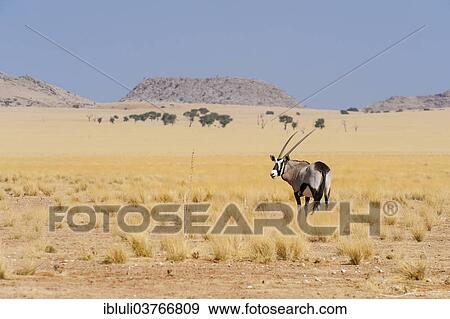 "Gemsbok (Oryx gazella) standing on an open dry grass plain, Khomas Region, Namibia, Africa" View Large Photo Image Stock Photo - "Gemsbok (Oryx gazella) standing on an open dry grass plain, Khomas Region, Namibia, Africa". Fotosearch