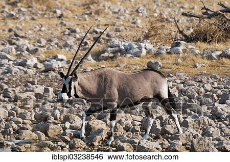 "Gemsbok oryx (Oryx gazella gazella), Etosha National Park, Namibia, Africa" View Large Photo Image Stock Photograph - "Gemsbok oryx (Oryx gazella gazella), Etosha National Park, Namibia, Africa". Fotosearch