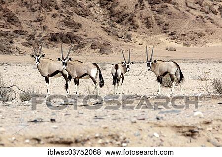 "Gemsboks or Gemsbucks (Oryx gazella), Kaokoland, Kunene, Namibia, Africa" View Large Photo Image Stock Photo - "Gemsboks or Gemsbucks (Oryx gazella), Kaokoland, Kunene, Namibia, Africa". Fotosearch