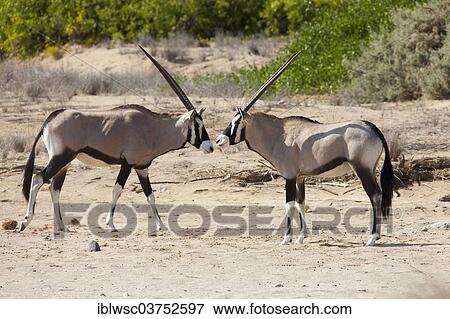 Stock Photo - "Gemsboks or Gemsbucks (Oryx gazella), Purros, Kaokoland, Kunene, Namibia, Africa". Fotosearch