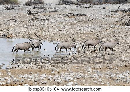 Picture - "Gemsboks (Oryx gazella) at a waterhole, Etosha National Park, near Okaukuejo, Kunene Region, Namibia, Africa". Fotosearch