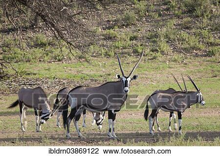 "Gemsboks (Oryx gazella) at a waterhole, Kgalagadi Transfrontier Park, Northern Cape, South Africa, Africa" View Large Photo Image Stock Image - "Gemsboks (Oryx gazella) at a waterhole, Kgalagadi Transfrontier Park, Northern Cape, South Africa, Africa". Fotosearch