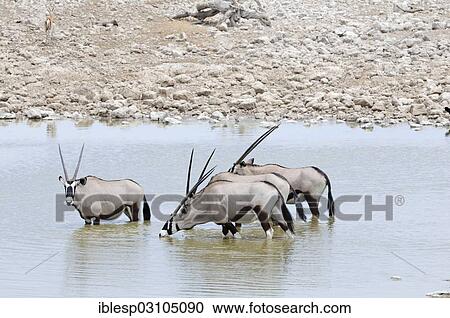 "Gemsboks (Oryx gazella) at a waterhole, Etosha National Park, near Okaukuejo, Kunene Region, Namibia, Africa" View Large Photo Image Stock Image - "Gemsboks (Oryx gazella) at a waterhole, Etosha National Park, near Okaukuejo, Kunene Region, Namibia, Africa". Fotosearch