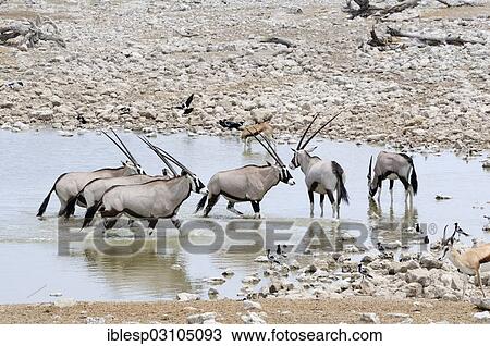 "Gemsboks (Oryx gazella) at a waterhole, Etosha National Park, near Okaukuejo, Kunene Region, Namibia, Africa" View Large Photo Image Stock Image - "Gemsboks (Oryx gazella) at a waterhole, Etosha National Park, near Okaukuejo, Kunene Region, Namibia, Africa". Fotosearch