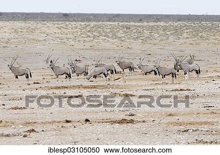 "Gemsboks (Oryx gazella), Etosha National Park, near Okaukuejo, Kunene Region, Namibia, Africa" View Large Photo Image Stock Image - "Gemsboks (Oryx gazella), Etosha National Park, near Okaukuejo, Kunene Region, Namibia, Africa". Fotosearch