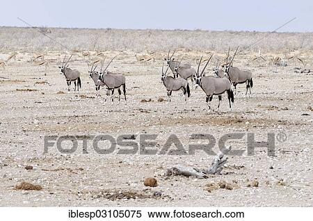 "Gemsboks (Oryx gazella), Etosha National Park, near Okaukuejo, Kunene Region, Namibia, Africa" View Large Photo Image Stock Photography - "Gemsboks (Oryx gazella), Etosha National Park, near Okaukuejo, Kunene Region, Namibia, Africa". Fotosearch