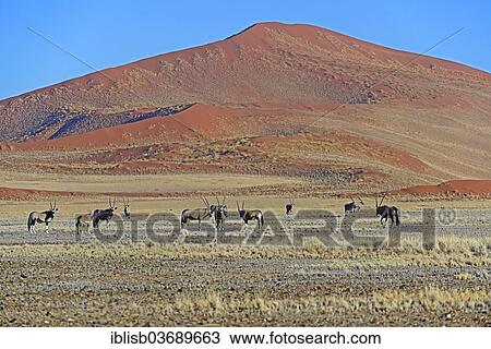 "Gemsboks (Oryx gazella) in the Sossusvlei salt pan, Sossusvlei, Namib Desert, Namib Naukluft Park, Namibia, Africa" View Large Photo Image Stock Image - "Gemsboks (Oryx gazella) in the Sossusvlei salt pan, Sossusvlei, Namib Desert, Namib Naukluft Park, Namibia, Africa". Fotosearch