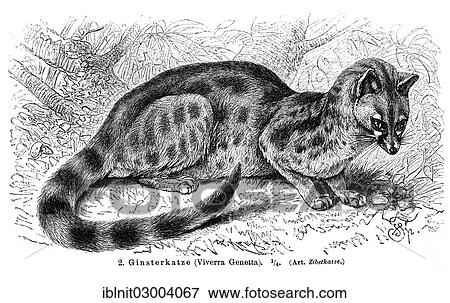 "Genet (Viverra genetta), illustration from Meyers Konversations-Lexikon encyclopedia, 1897" View Large Photo Image Stock Photo - "Genet (Viverra genetta), illustration from Meyers Konversations-Lexikon encyclopedia, 1897". Fotosearch