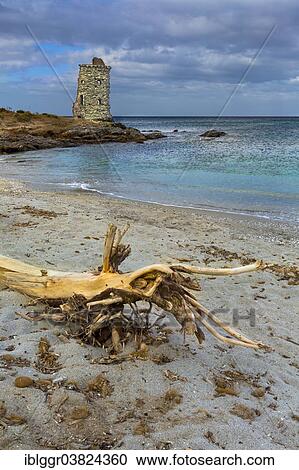 "Genoese watchtower along the Customs Officers' Trail, Cap Corse, Haute-Corse, Corsica, France, Europe" View Large Photo Image Stock Image - "Genoese watchtower along the Customs Officers' Trail, Cap Corse, Haute-Corse, Corsica, France, Europe". Fotosearch