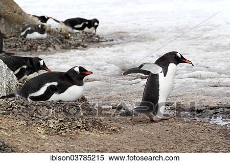 "GentGentoo Penguins (Pygoscelis papua), adult, pair, nest, brooding, Half Moon Island, Antarctica" View Large Photo Image Stock Photography - "GentGentoo Penguins (Pygoscelis papua), adult, pair, nest, brooding, Half Moon Island, Antarctica". Fotosearch