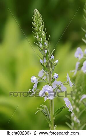 "Gentian Speedwell (Veronica gentianoides), North Rhine-Westphalia, Germany, Europe" View Large Photo Image Stock Image - "Gentian Speedwell (Veronica gentianoides), North Rhine-Westphalia, Germany, Europe". Fotosearch
