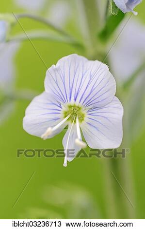 Stock Image - "Gentian Speedwell (Veronica gentianoides), flowering, North Rhine-Westphalia, Germany, Europe". Fotosearch